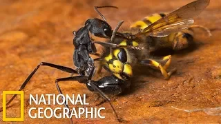 Войны насекомых ⁄ Документальный ⁄ National Geographic