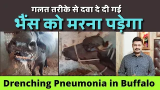 Drenching Pneumonia in Cattle Buffalo    Ramawat