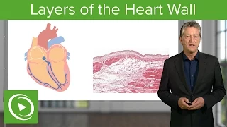 Layers of the Heart Wall  – Histology | Lecturio