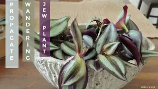 PROPAGATE WANDERING JEW PLANT WITH RESULTS