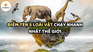 ĐIỂM TÊN 5 LOÀI VẬT CHẠY NHANH NHẤT THẾ GIỚI