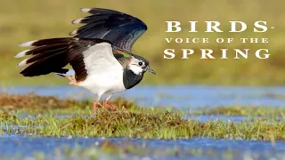 BIRDS - VOICE OF THE SPRING