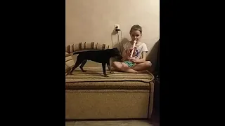 Собака подпевает флейте.