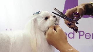 Asian Fusion Style Pet Trim by dog groomer Laura Jane Taylor