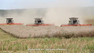 3x Claas 8900 - Fendt / Rapsernte - Canola Harvest  2020