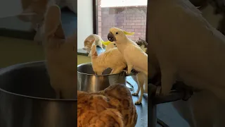 #shorts #amazing #friends #viral Foxes with parrots eat boiled chicken.