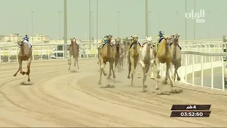 ش1 سباق الحقايق (الأشواط المفتوحة) مهرجان سمو الأمير المفدى مساء 5-4-2019