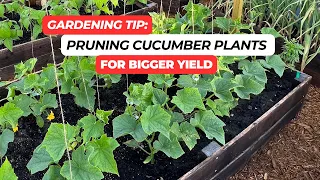 Gardening Tip: Pruning Cucumber Plants for Bigger Yield