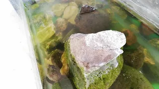 tortuga lagarto comiendo