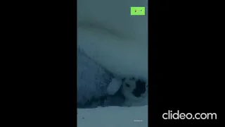 Baby Penguin Must Find Mother Before Freezing