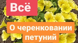 Черенкование петунии от А до Я.  Всё расскажу и покажу.