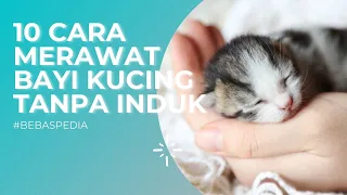 Cara Merawat Anak Kucing Tanpa Induknya!!