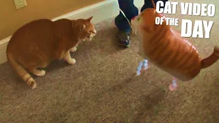 Angry Cat vs Cat Balloon
