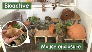 Bioactive mouse enclosure setup (See update video!)