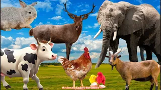 Interesting Animals: Cow, Chicken, Horse, Sheep, Elephant, Dog, Cat - Familiar Animals