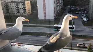 Чайки гавкают как собаки. Реальный кошмар!