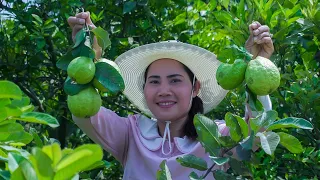 Pick Some Fresh and Natural Guava Fruit for Eating - Village Food Channel