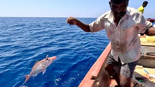 Back to Back Rosy Snapper Caught in the Deep Sea