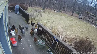 Hawk vs chickens