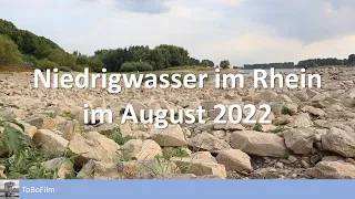 Rhein bei Niedrigwasser im Düsseldorfer Süden - August 2022