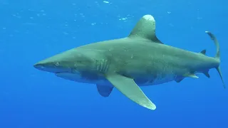 oceanic shark