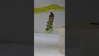 Monarch caterpillar turns into a chrysalis in five minutes -- real time