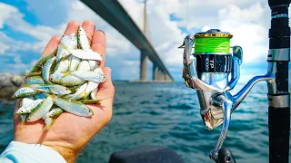 LIVE CHUMMING Famous Florida Bridge│Catch Clean & Cook