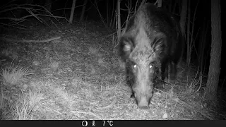 Fototrappola riprende il branco del lupo nero, un capriolo sfrontato, istrici e altri animali