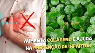 Erva medicinal que pode te ajudar a prevenir infartos | Dr. Marco Menelau