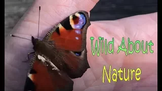 Helping A Butterfly With Something Stuck In It's Wings - 4K