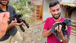 Bht Piara Puppy Mila Hmen😍Pta nhi es ki maa kidr hai😢