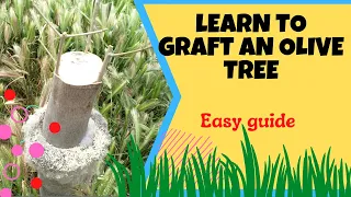 How To Graft An Olive Tree