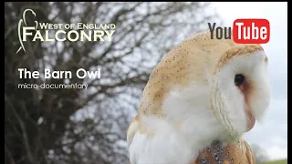 The Barn Owl: a micro-documentary