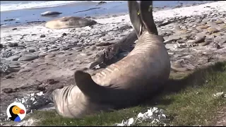 Elephant Seal Rolls Down Hill | The Dodo