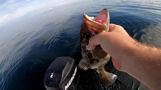 Using StrikeLines chart to catch Grouper in Tampa Bay
