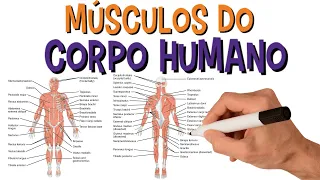 SISTEMA MUSCULAR - Nome Dos Principais Músculos Do Corpo Humano