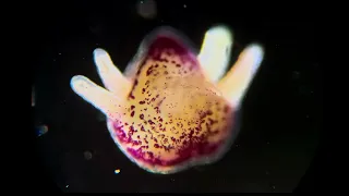 Australian (The Great Barrier Reef) zooplankton under the microscope