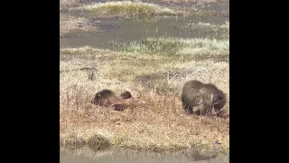 Grizzly Cubs at Blacktail Pond