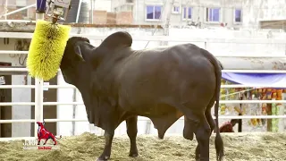 Biggest Black Brahman in Bangladesh | Sadeeq Agro 2022 | Cattle Market Bangladesh