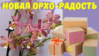 Новые орхидеи – новая радость! Phal. Spider, Phal. King Car Dalmatiаn