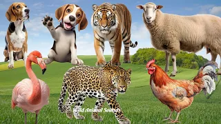 Happy Animal Moment, Familiar Animals Sounds: Flamingo, Rooster, Leopard, Tiger - Animal Paradise