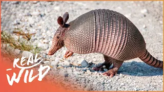 Armadillos: Nature's Armoured Miracles (Wildlife Documentary) | Wild America | Real Wild