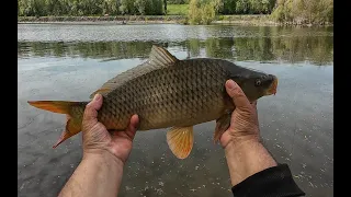 Nagyon halas dunai horgászat 3. rész .A karika keszegek, kapitális dévér keszegek és pontyok napja.