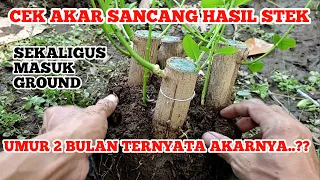 Cek akar sekaligus ground bahan bonsai sancang/premna microphylla hasil stek batang