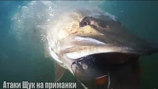 Рыбалка🎣 Самые ЗРЕЛИЩНЫЕ АТАКИ Больших , Гигантских ЩУК на разные приманки🐟 Подводная съёмка