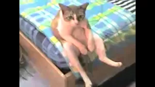 ПРИКОЛЫ с кошками 2015 часть 3 FUNNY cat 2015 part 31