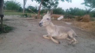 Funny Donkey Compilation 2019||Funny Jackass With His Master