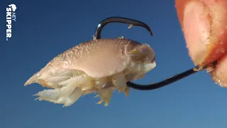 BEST FREE BAIT! Hand Catching Scavenged Bait on the Beach