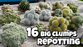 Repotting cactus clumps | clumping cactus | Cluster | Clustering Collection | cacti succ offset pups