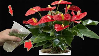 Pour This At The Root! Suddenly Anthurium Blooms Non-Stop All Year Round